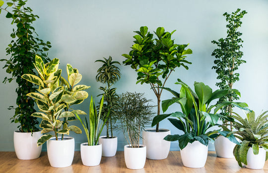 Add greens to your space. Plant Inspiration.
