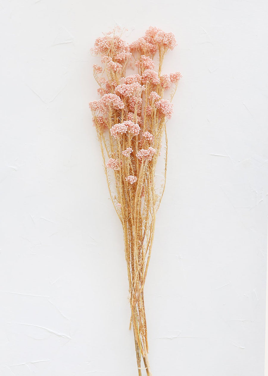 Bleached Pink Preserved Rice Flower